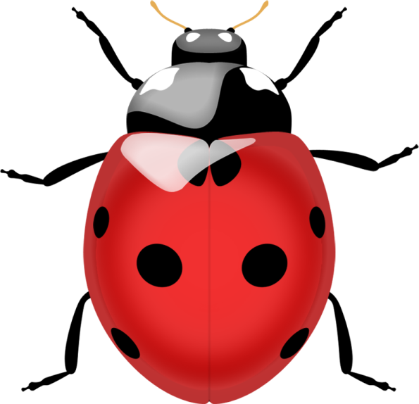 a lady bug with black spots and white spots
