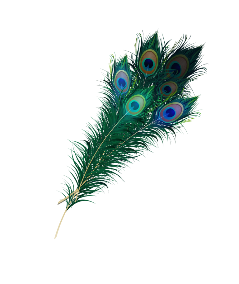 a peacock feather on a white background