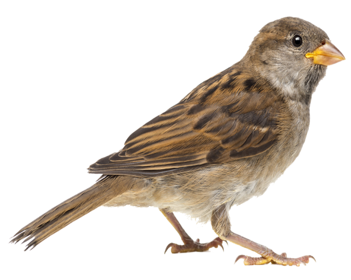 a brown and black bird on a white background