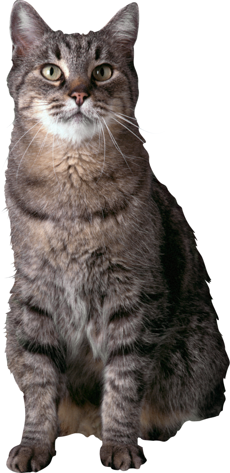 a gray cat sitting down and looking at the camera