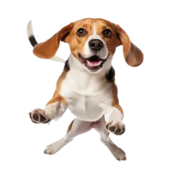 a small dog is jumping in the air