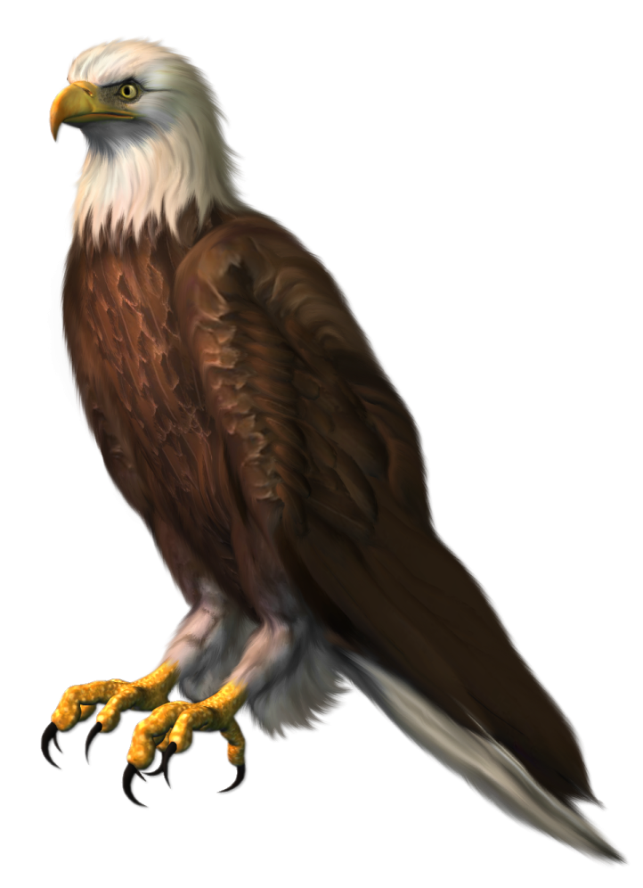 an eagle sitting on top of a tree branch