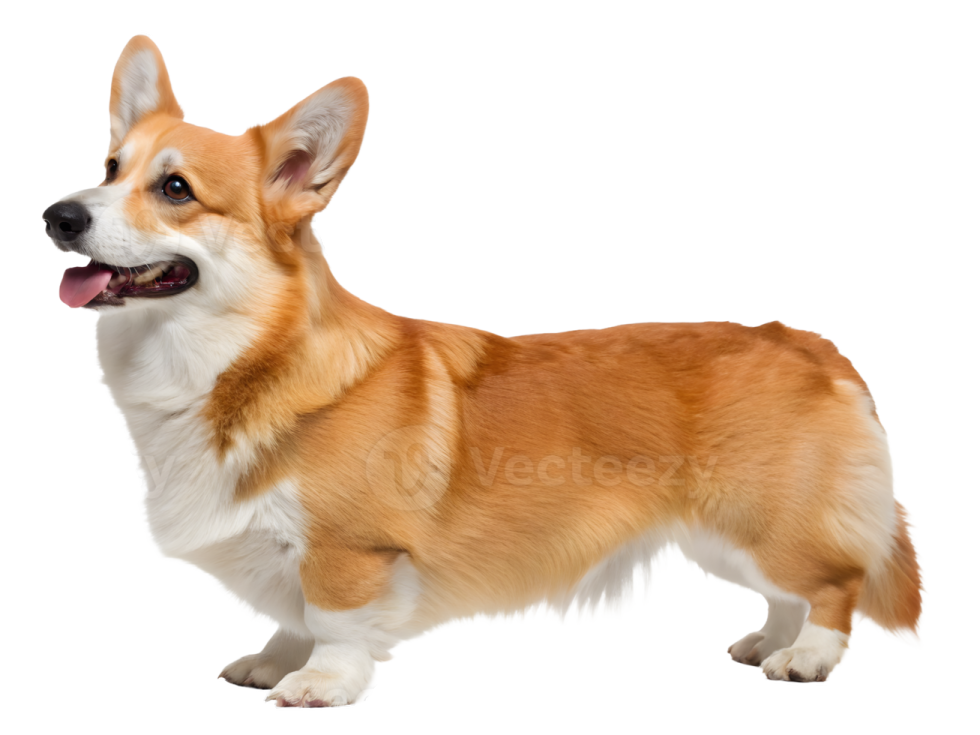 a brown and white dog standing on a white background