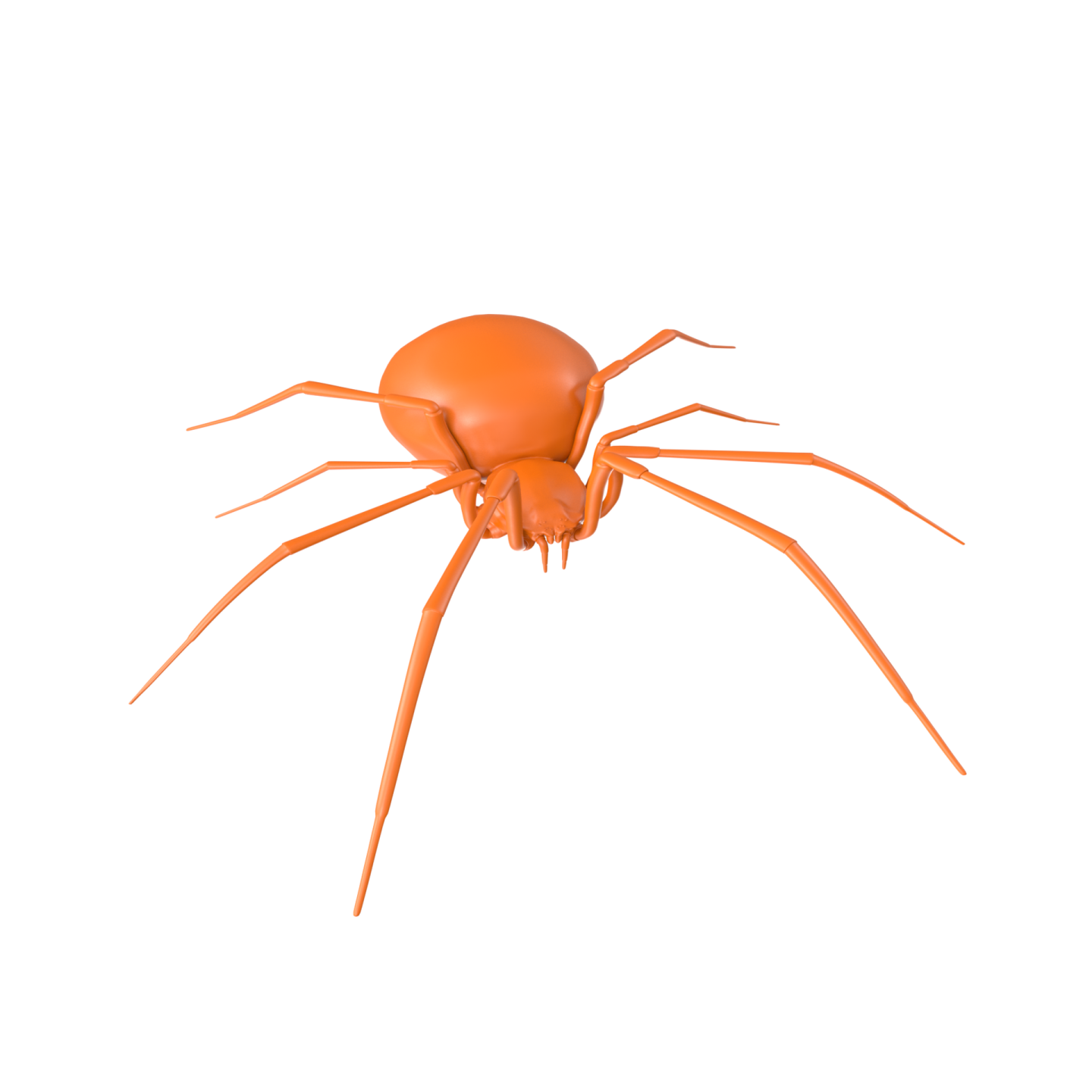 a brown spider on a white background