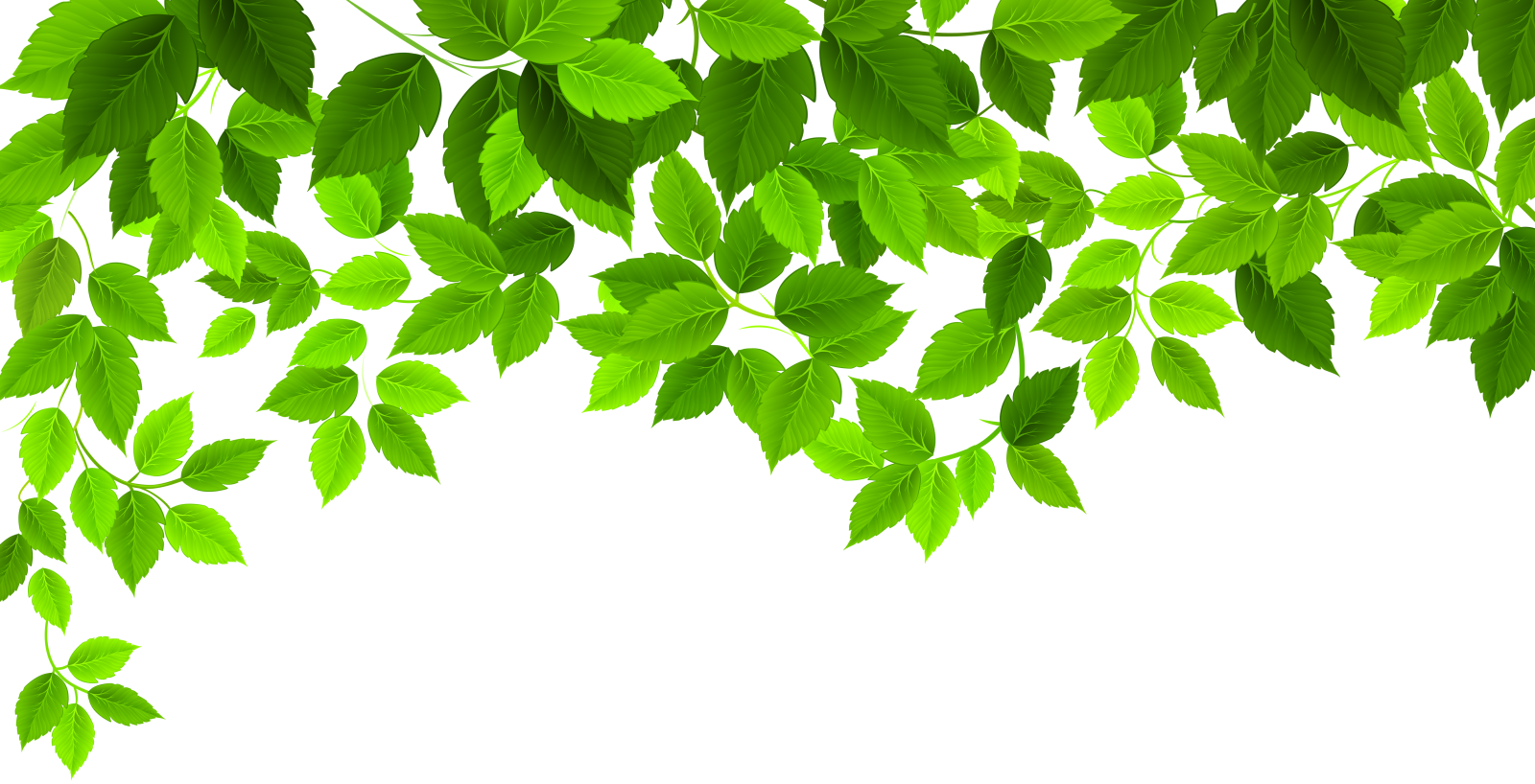 a branch with green leaves on it