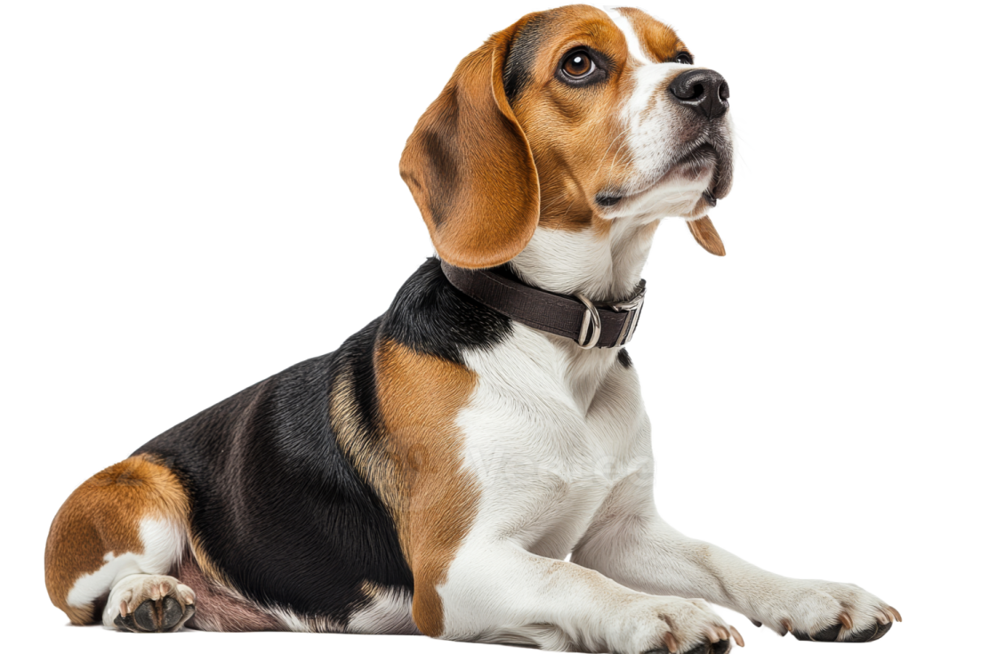 a brown and black dog