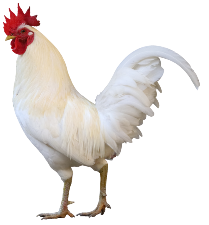 a white chicken with a red comb on its head