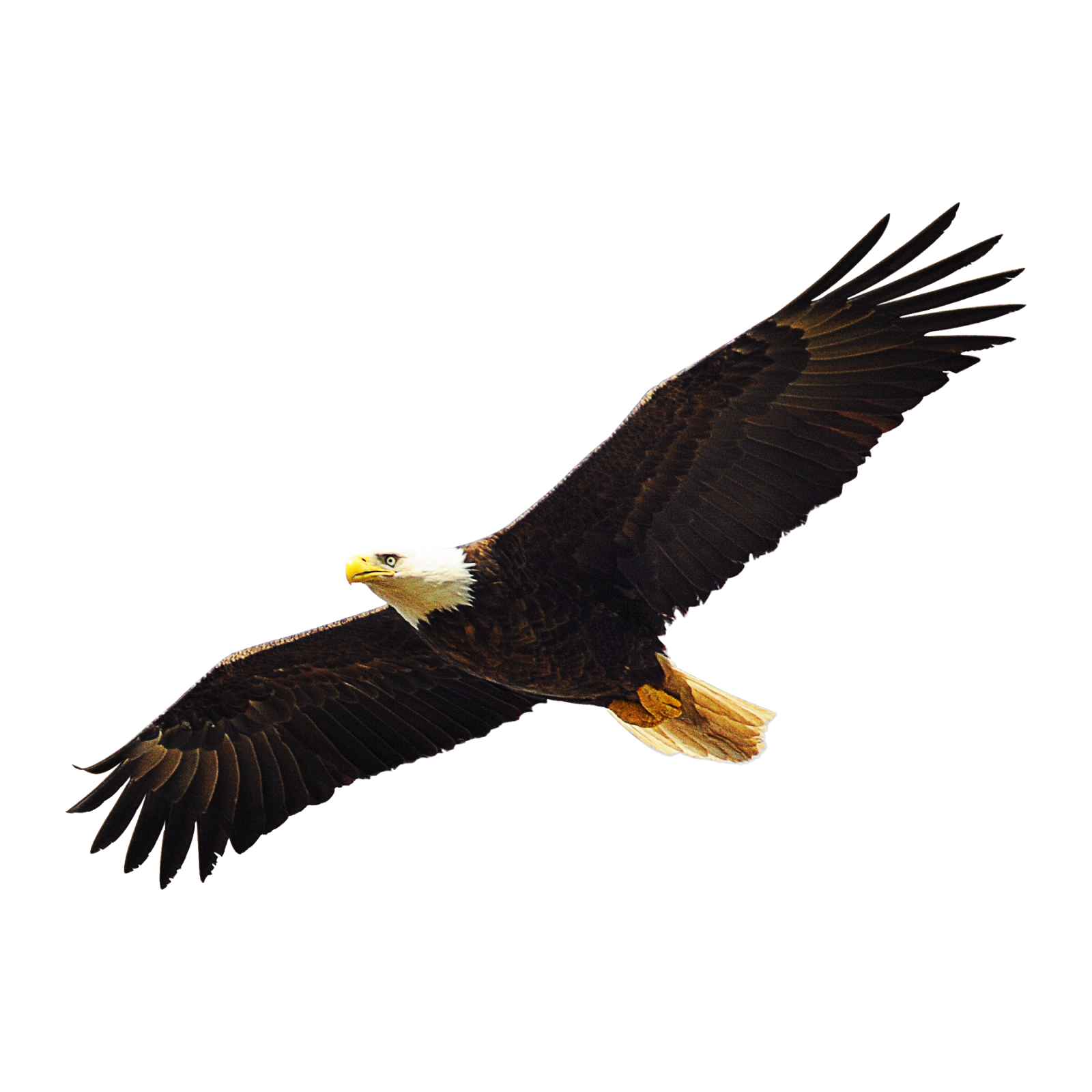 an eagle flying in the sky with its wings spread