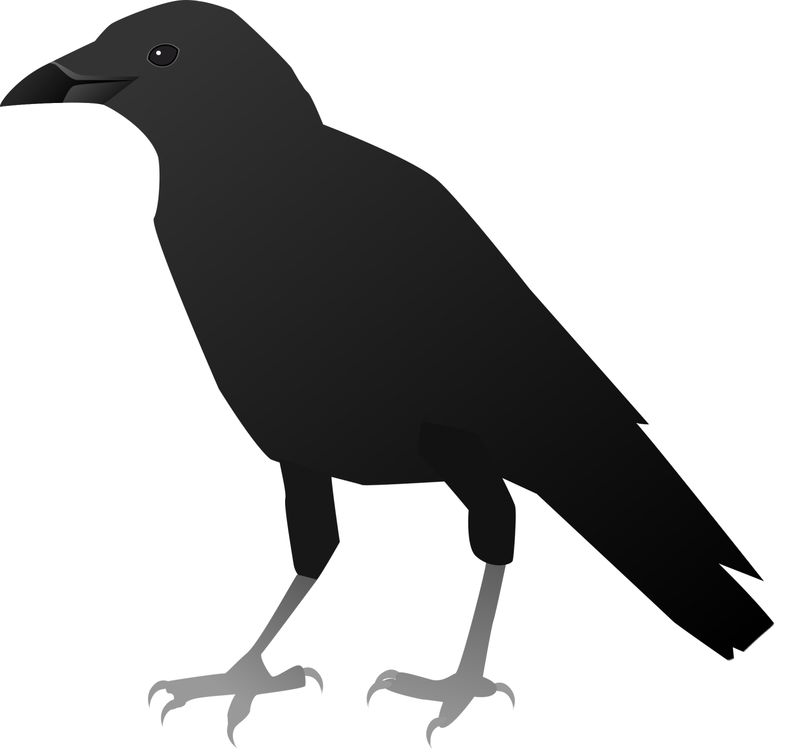 a black crow silhouetted on a white background