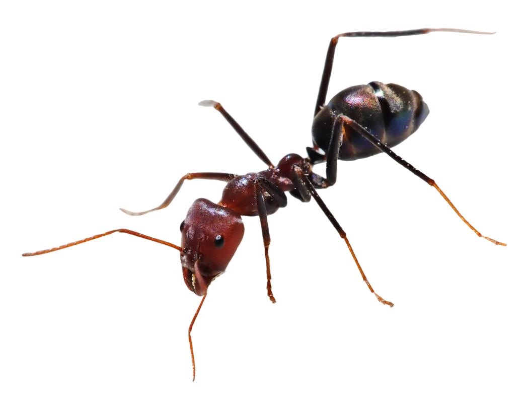 a close up of a black ant ant