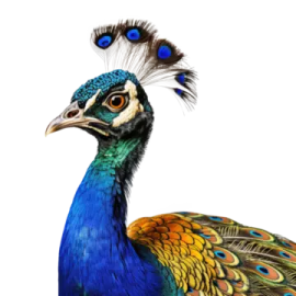 a drawing of a peacock with blue feathers