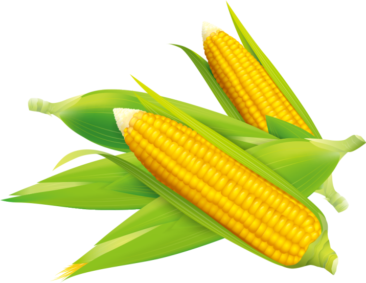 two ears of corn on white background