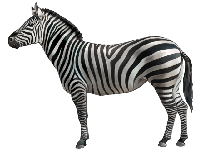 a zebra standing in front of a white background