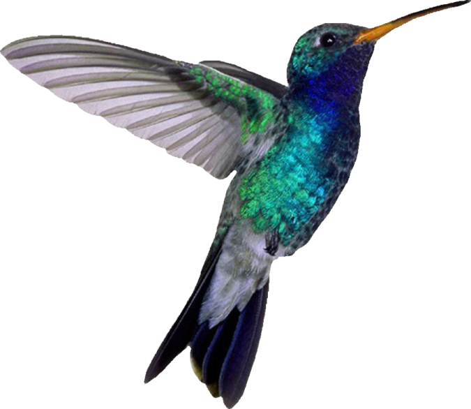 a hummingbird flying in the air