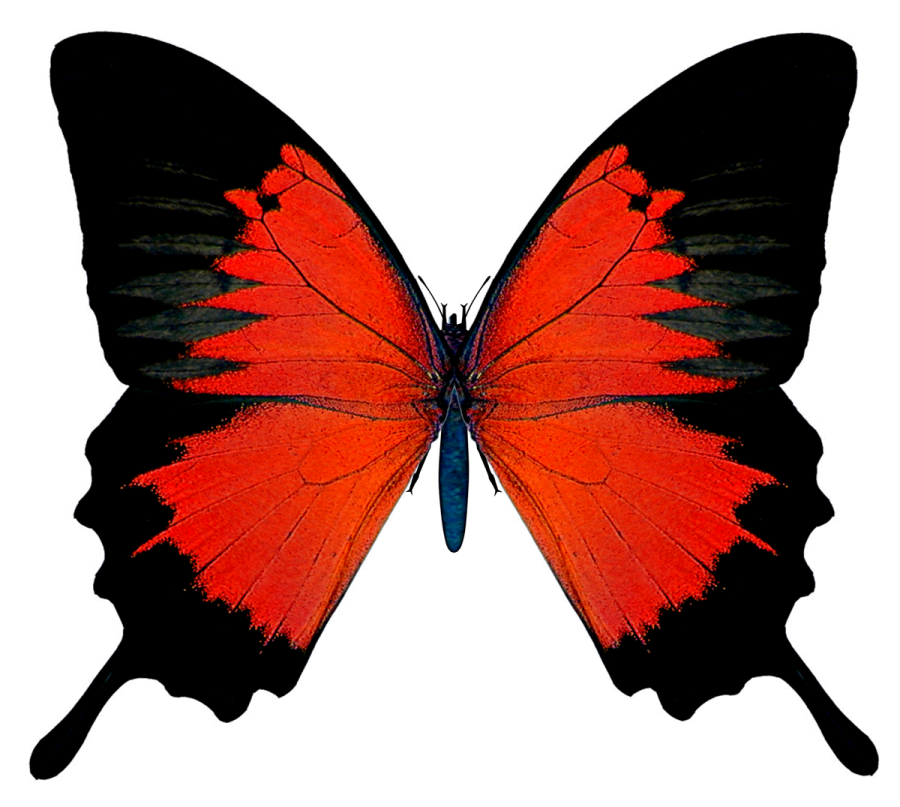 a red butterfly on a white background