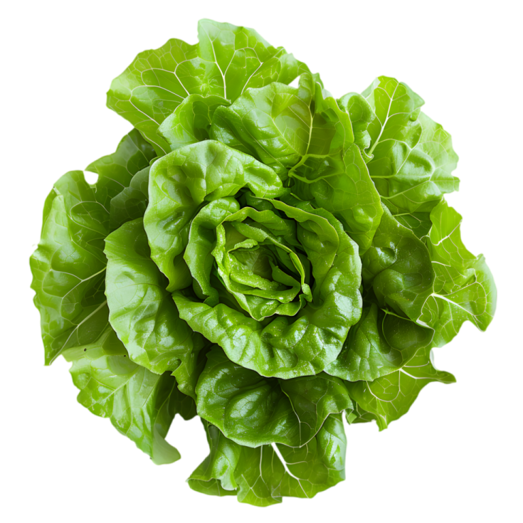 a green leafy salad on a white background