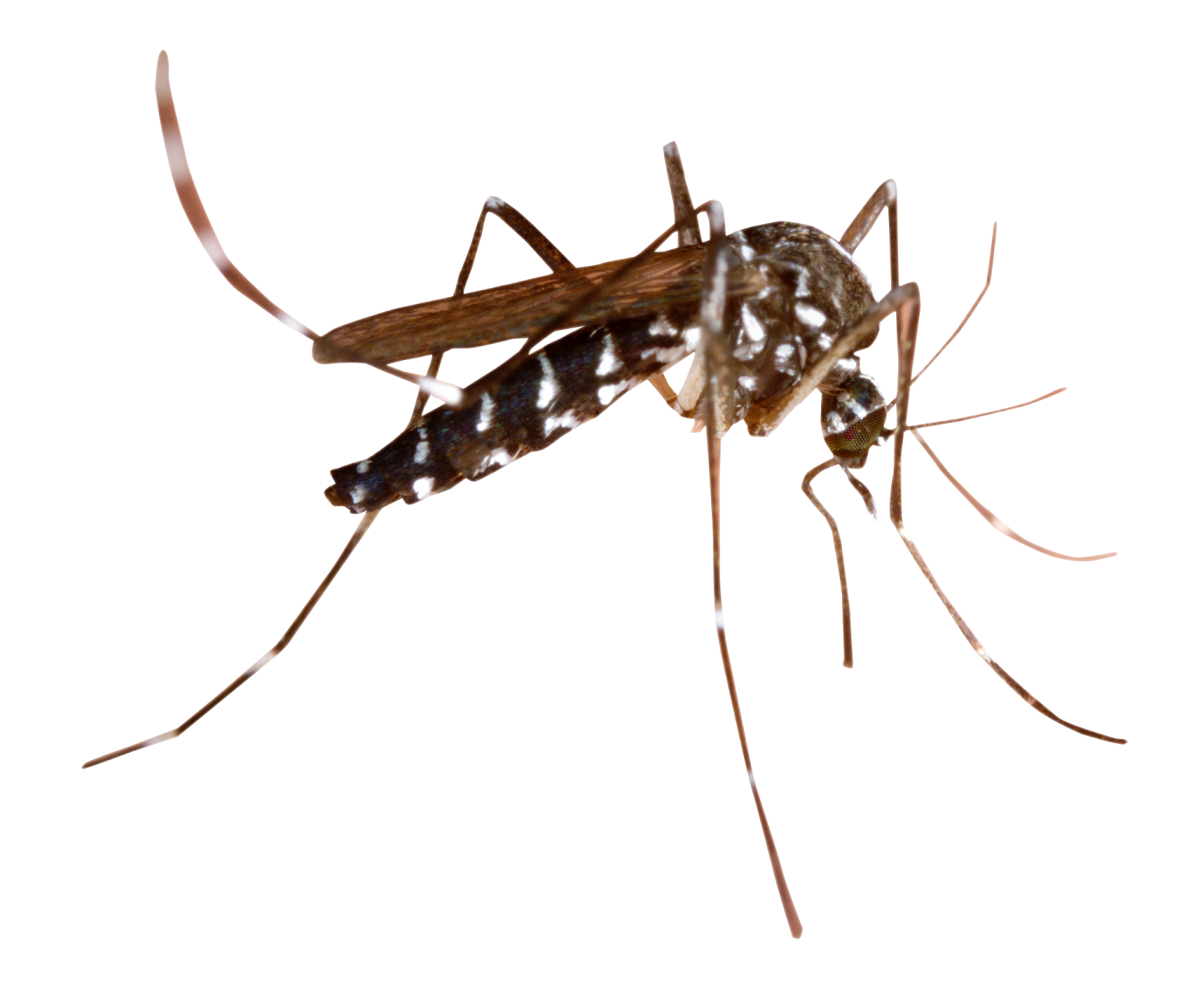a mosquito on a white background