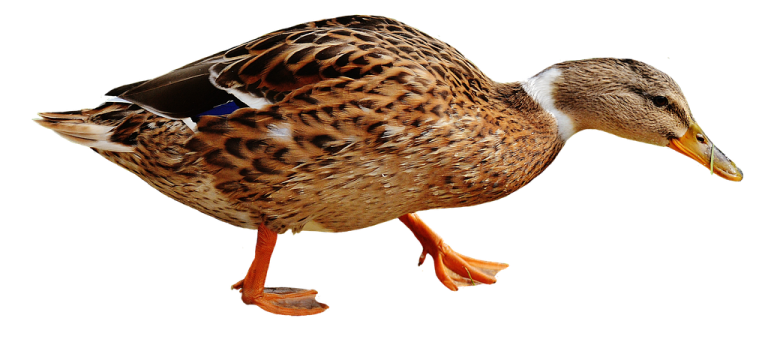 the duck is brown and black