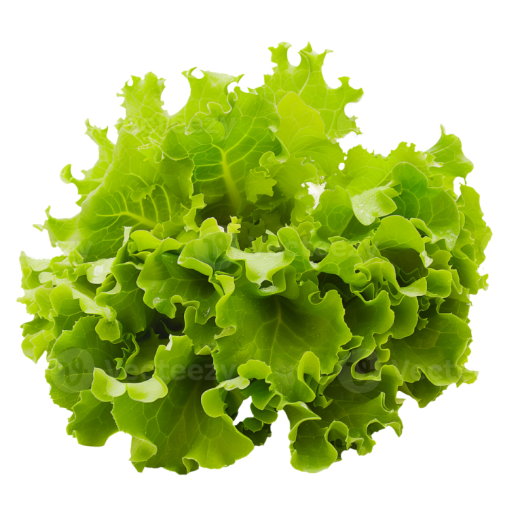 a bunch of lete leaves on a white background
