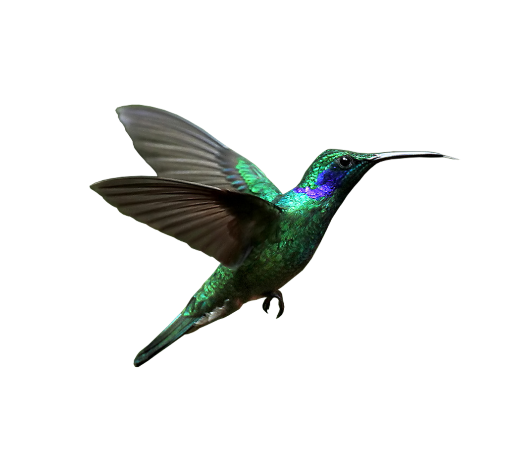 a bird flying in the air with its wings spread