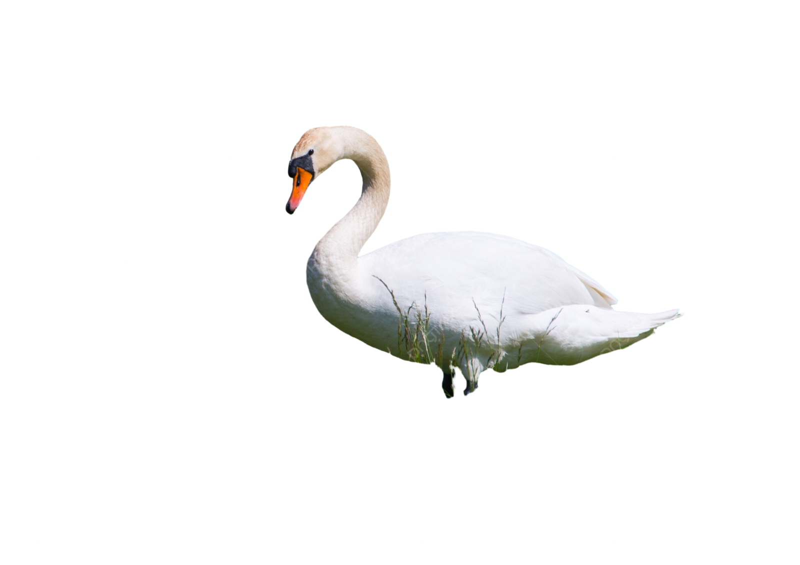 a white swan is swimming in the water