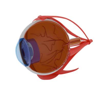 the anatomy of the eye