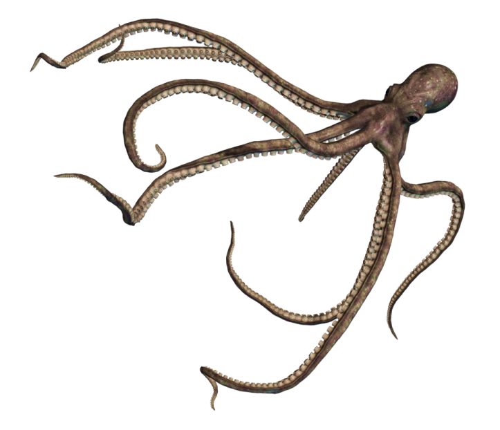an octopus is shown on a white background