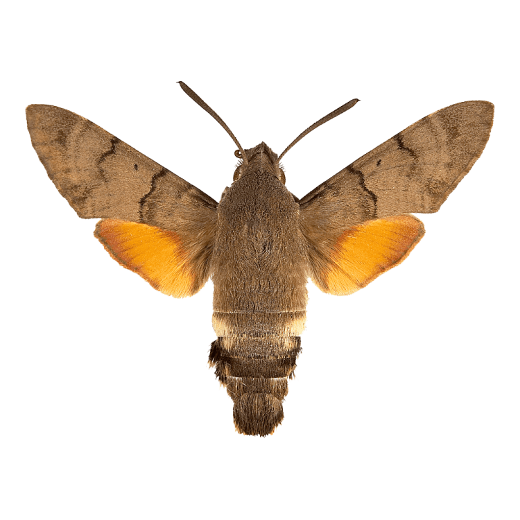 a moth on a white background
