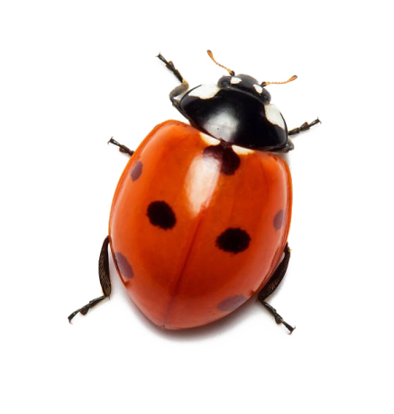 a lady beetle on a white background