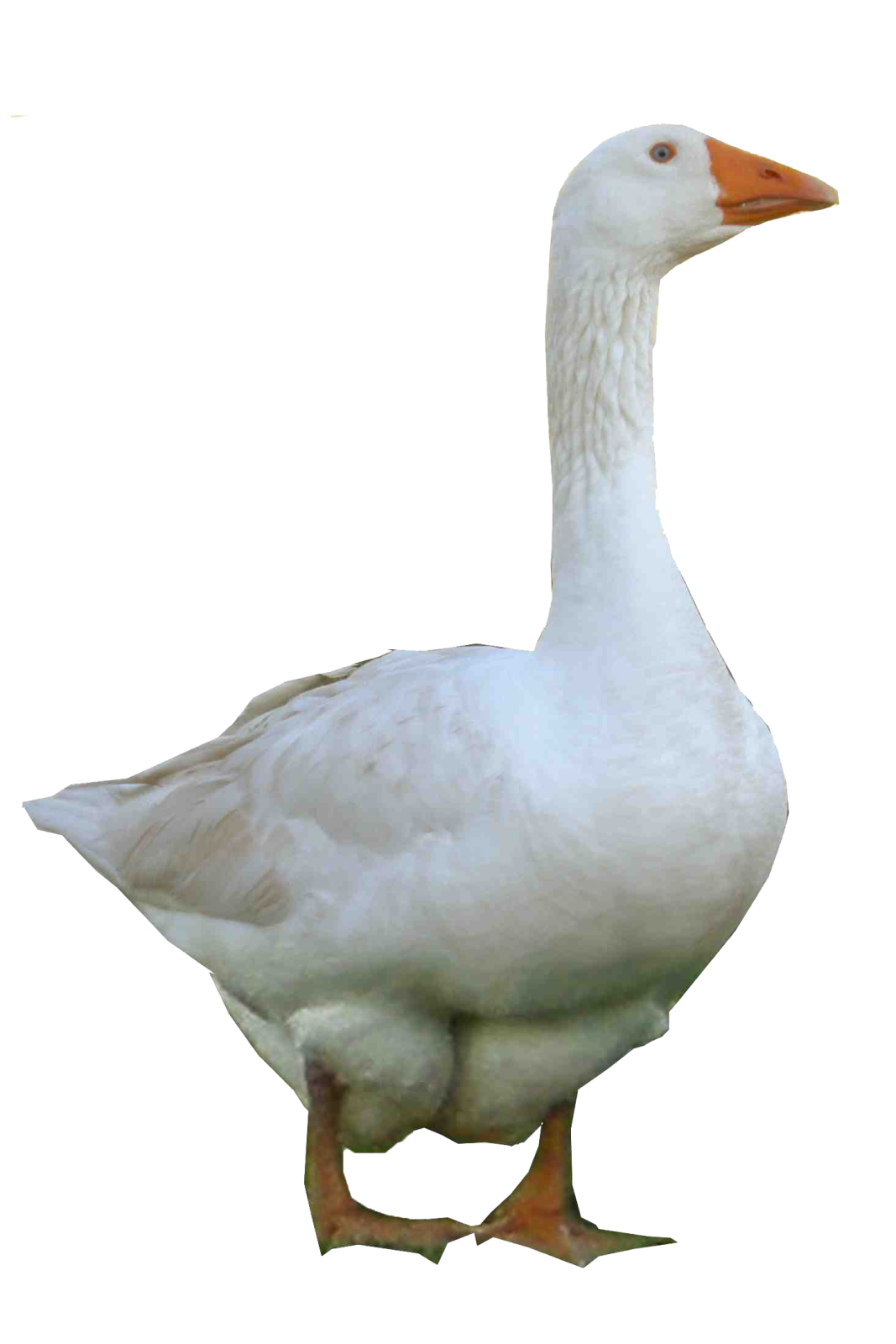 the duck is white