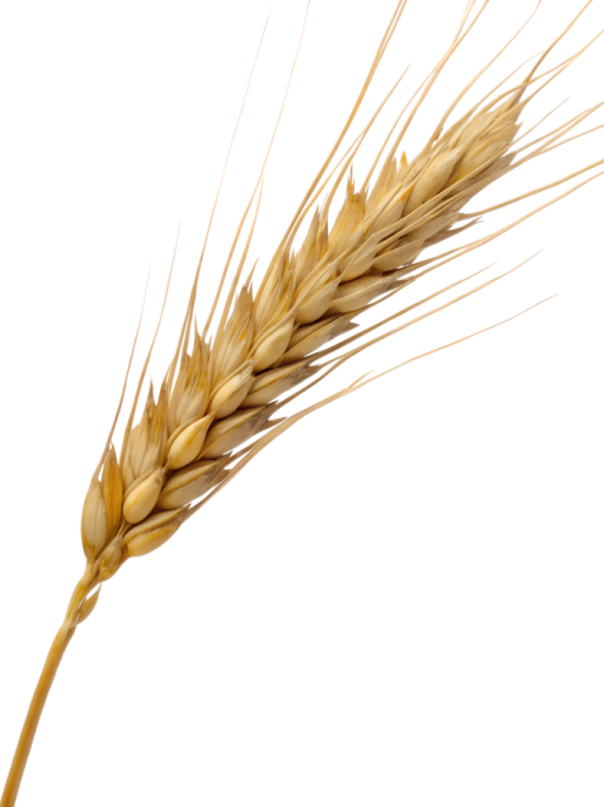 a stalk of wheat on a white background