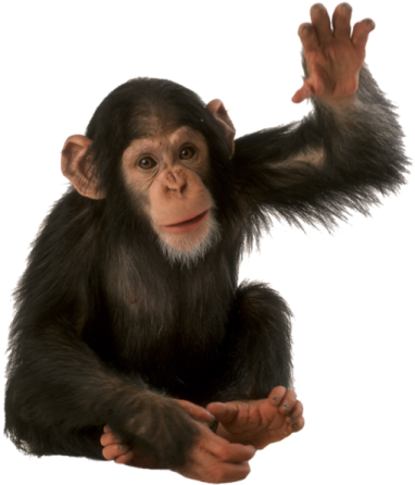 a small monkey sitting on top of a white surface