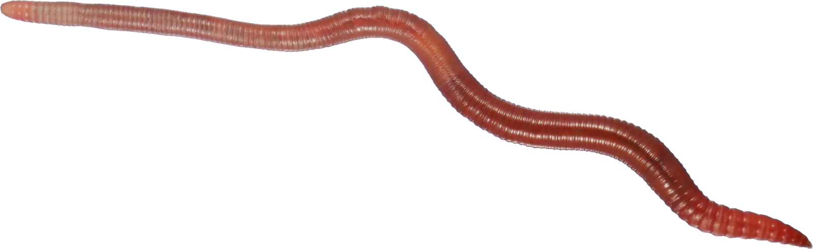 a worm on a white background