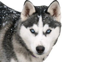 a close up of a husky dog in the snow