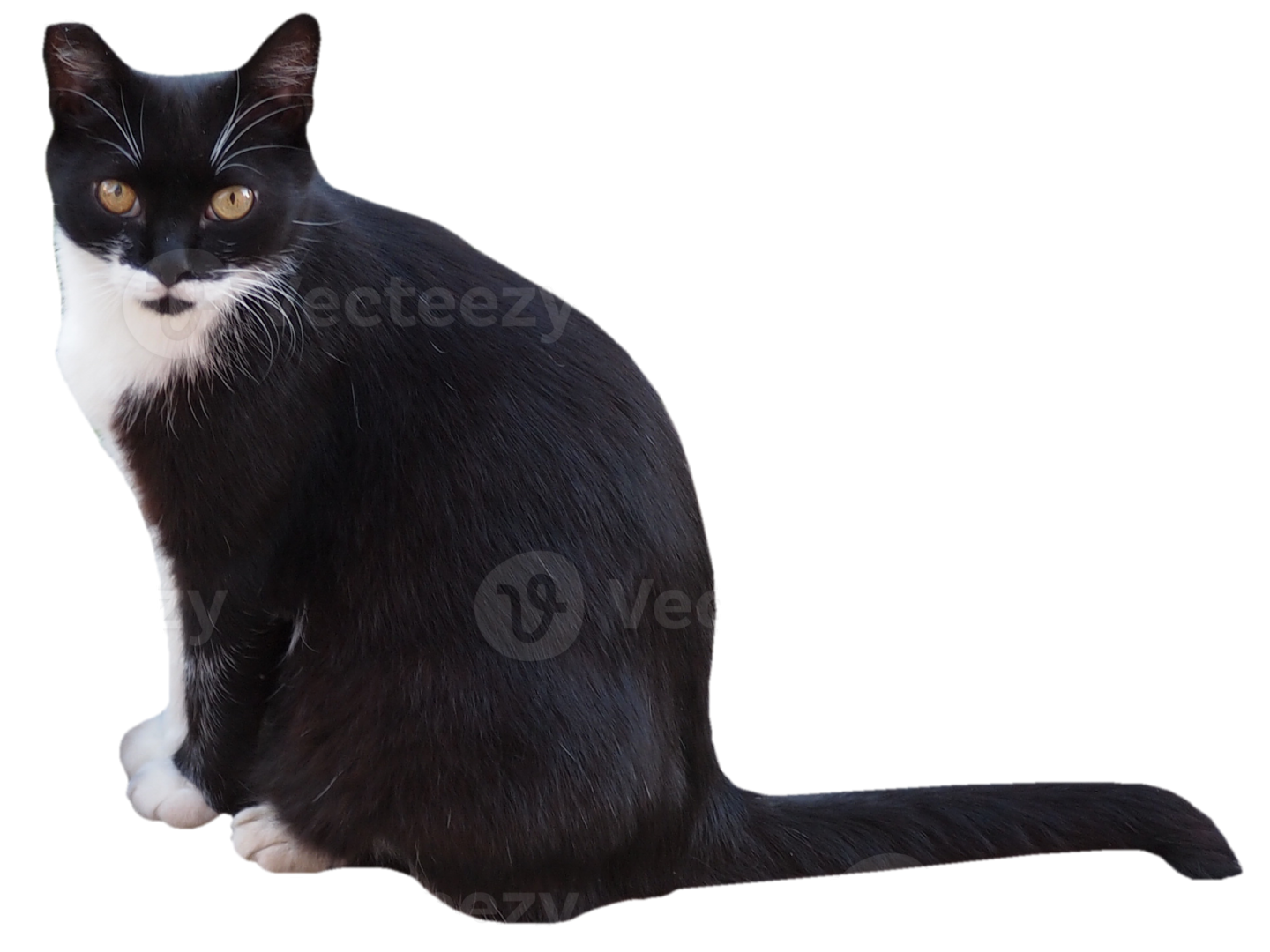 a black and white cat sitting on the floor