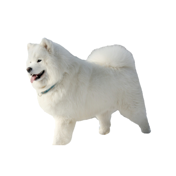 a small white dog standing on a white surface