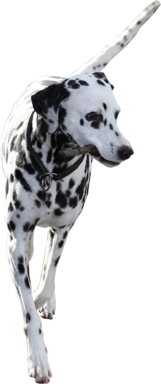 a black and white dog running through the air