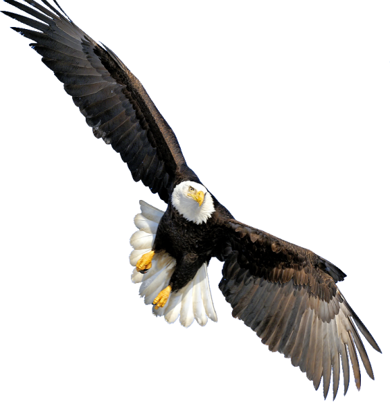 an eagle flying in the air with its wings spread