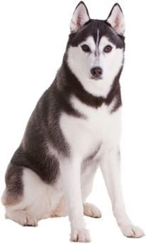 a black and white dog sitting on the ground