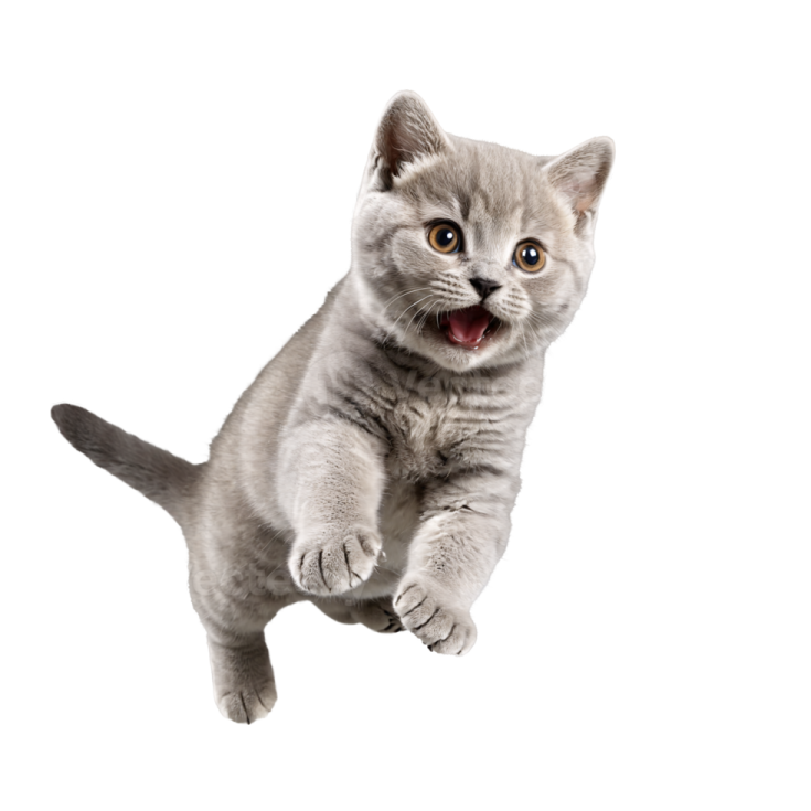 a kitten is jumping in the air