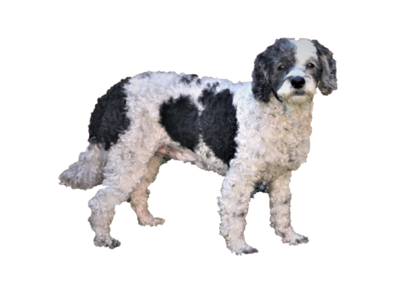 a black and white dog standing on a white background
