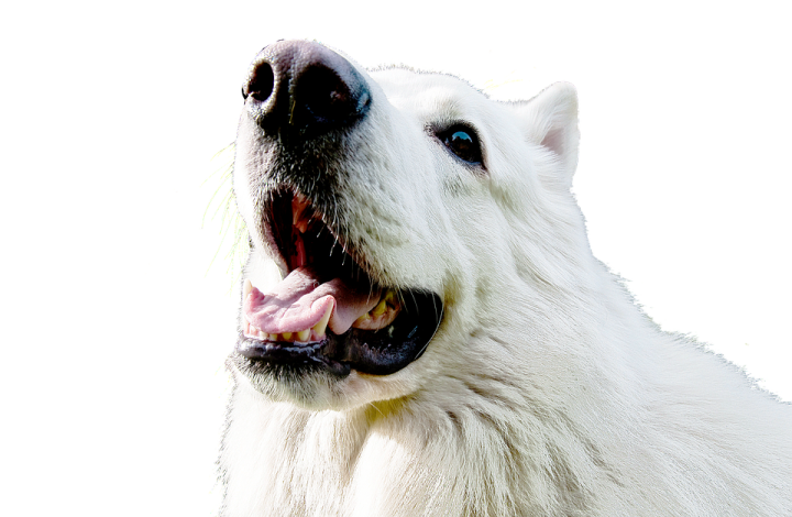 a close up of a polar bear's face