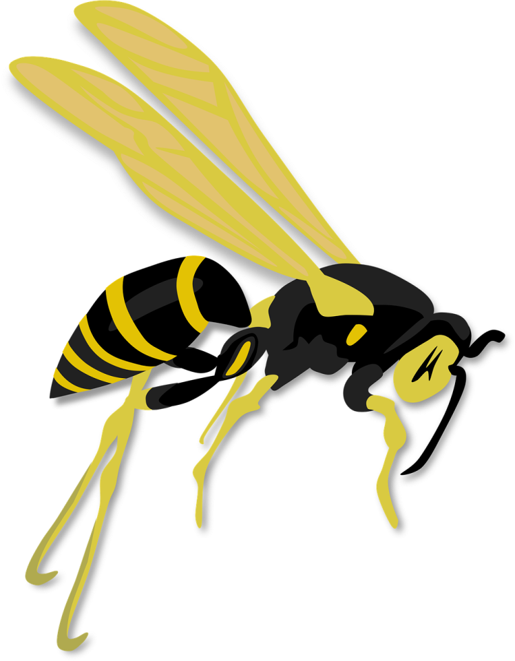 a black and yellow hornet on a white background