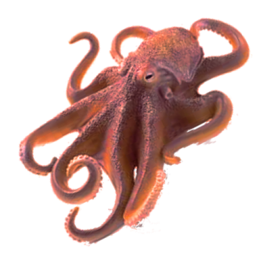 an octopus is sitting on a white surface