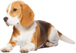 a small dog laying down on the ground