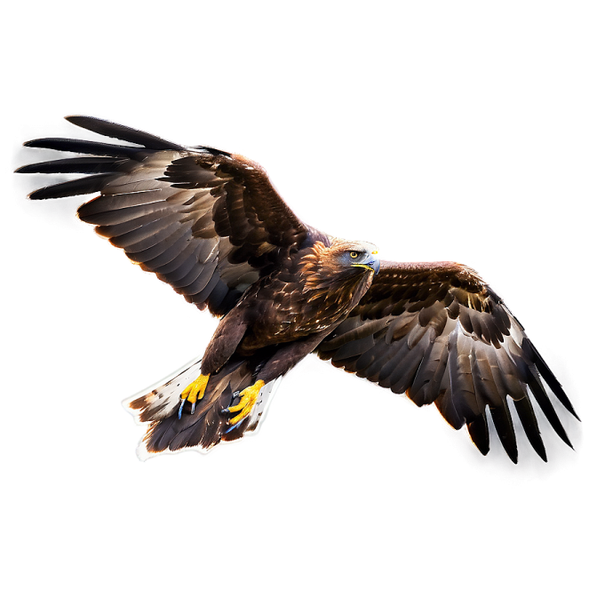 a bird flying in the air with its wings spread