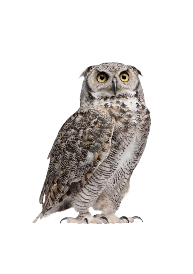 an owl sitting on a white background