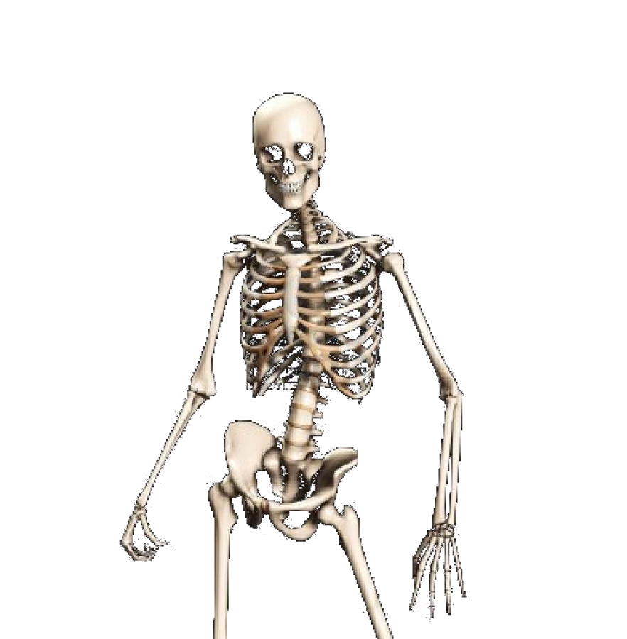a skeleton is shown in this image