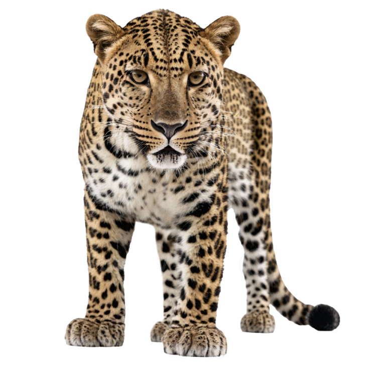 a leopard in front of a white background