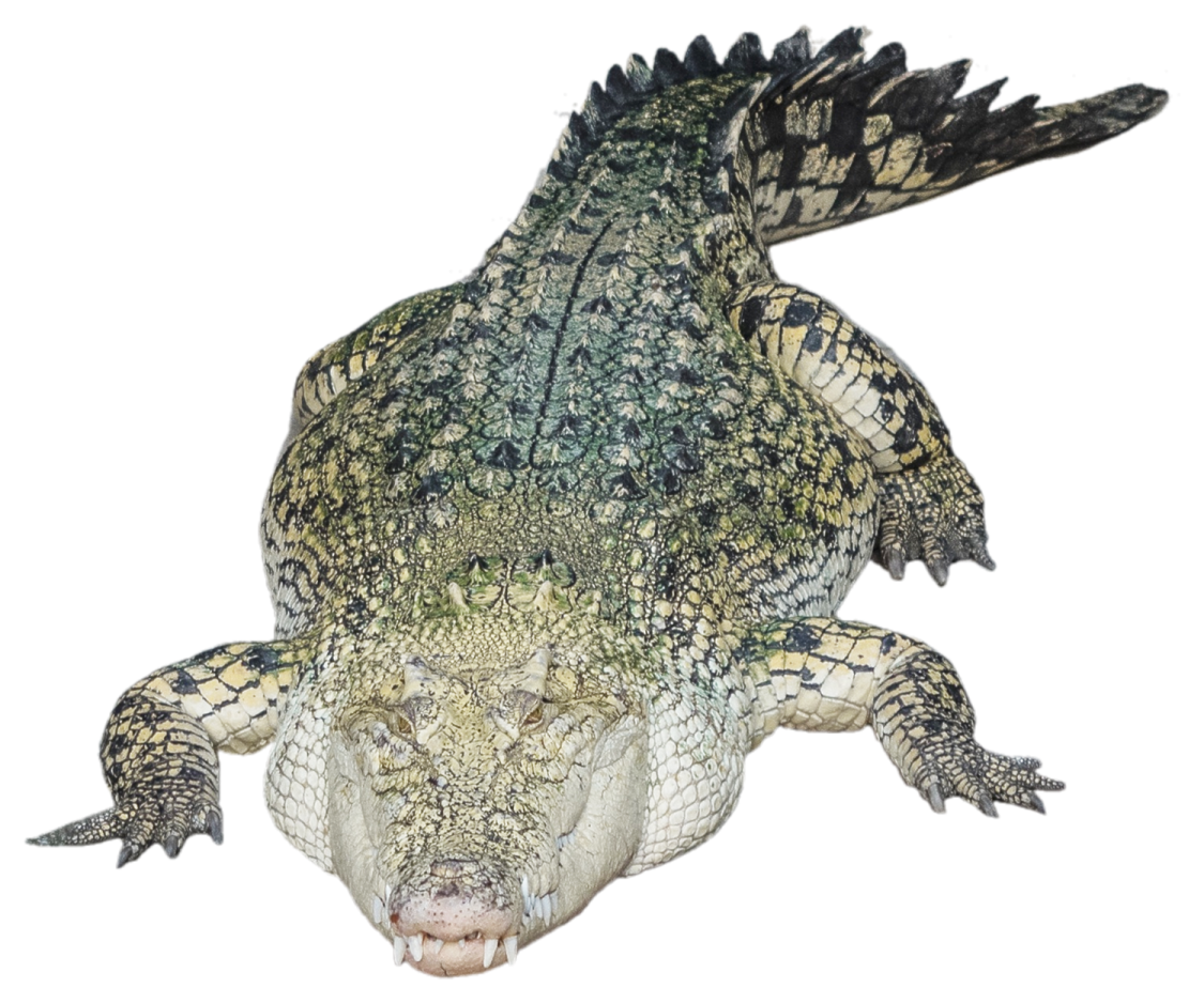 a large alligator with its mouth open